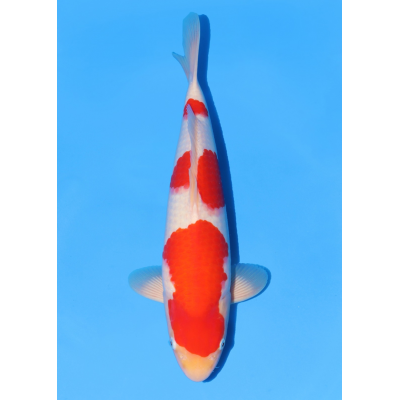 KGE.74 KOHAKU SANDAN